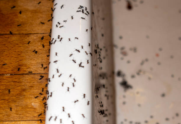 Best Wasp Removal Services  in Roswell, NM